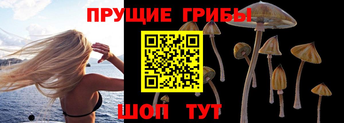 Галлюциногенные грибы Psilocybe  Вход с VPN  Большой Камень 